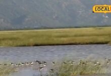 Sikar News: पक्षियों का घर ही नहीं किसानों की लाइफलाइन भी है रैवासा वेटलैंड, एक गलती से खत्म हो सकते हैं बड़े फायदे