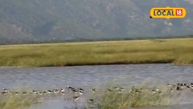 Sikar News: पक्षियों का घर ही नहीं किसानों की लाइफलाइन भी है रैवासा वेटलैंड, एक गलती से खत्म हो सकते हैं बड़े फायदे