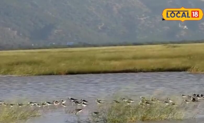 Sikar News: पक्षियों का घर ही नहीं किसानों की लाइफलाइन भी है रैवासा वेटलैंड, एक गलती से खत्म हो सकते हैं बड़े फायदे