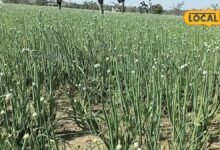 Sikar Onion Farming | सीकर के मीठे प्याज की बुवाई पर बारिश का ब्रेक