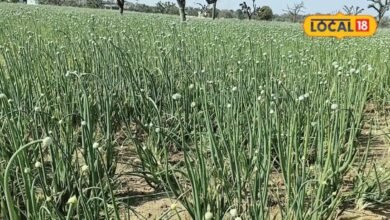 Sikar Onion Farming | सीकर के मीठे प्याज की बुवाई पर बारिश का ब्रेक