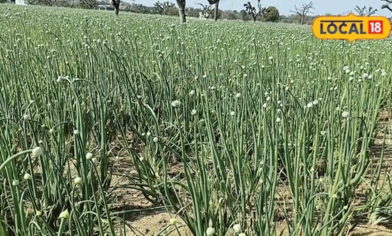 Sikar Onion Farming | सीकर के मीठे प्याज की बुवाई पर बारिश का ब्रेक