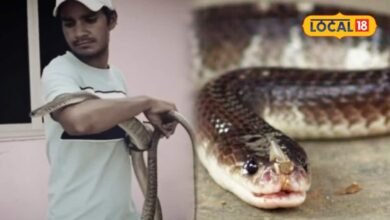 Snake Bite News : क्या सच में सांप को मारने के बाद परिवार से बदला लेता है? एक्सपर्ट ने बताया पूरा सच