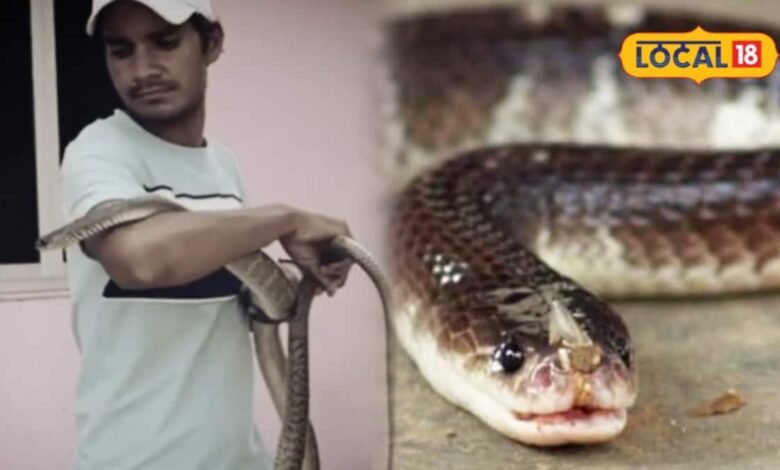 Snake Bite News : क्या सच में सांप को मारने के बाद परिवार से बदला लेता है? एक्सपर्ट ने बताया पूरा सच