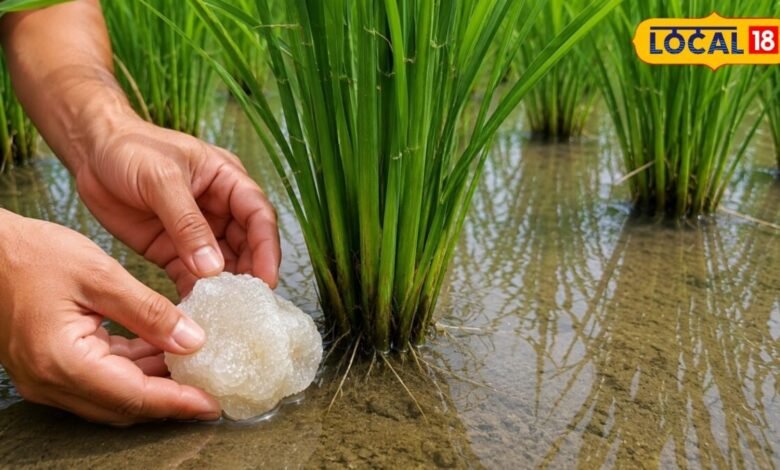 The 'native doctor' of paddy crop, do you know these 5 magical benefits of adding alum to the field?