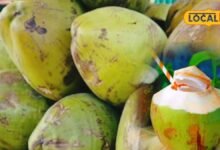 Tips and Tricks: बड़ा नहीं, ये नारियल देगा ज्यादा पानी, खरीदते वक्त बस ये ट्रिक आजमा लें