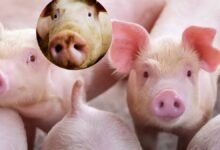 Which Country has Millions of Pigs: GK| किस देश में सुअरों की आबादी है पाकिस्तान की जनसंख्या से दोगुनी भारत का दोस्त भी दुनिया में पांचवें नंबर पर