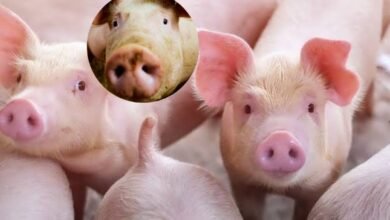 Which Country has Millions of Pigs: GK| किस देश में सुअरों की आबादी है पाकिस्तान की जनसंख्या से दोगुनी भारत का दोस्त भी दुनिया में पांचवें नंबर पर