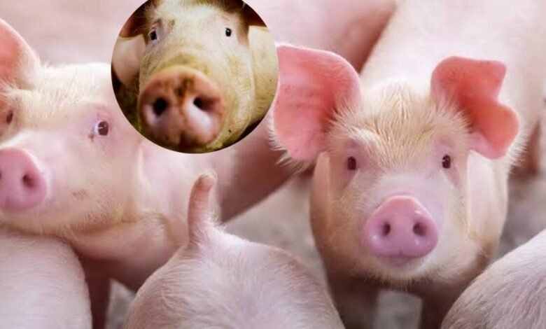 Which Country has Millions of Pigs: GK| किस देश में सुअरों की आबादी है पाकिस्तान की जनसंख्या से दोगुनी भारत का दोस्त भी दुनिया में पांचवें नंबर पर