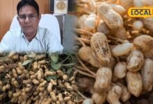 bharatpur news I भरतपुर में खेती का बदला मिजाज, मूंगफली से किसानों ने बनाई दूरी, सरसों पर बढ़ा भरोसा