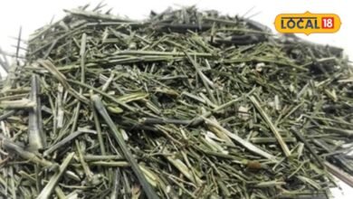 giloy health benefits | chirayta ke fayde | सर्दी हो या हो बुखार... बदलते मौसम में शरीर के लिए संजीवनी है ये जड़ी-बूटी, गिनते रह जाएंगे फायदे