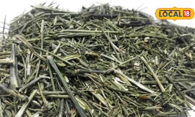 giloy health benefits | chirayta ke fayde | सर्दी हो या हो बुखार... बदलते मौसम में शरीर के लिए संजीवनी है ये जड़ी-बूटी, गिनते रह जाएंगे फायदे