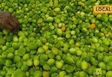 kantola | kantola vegetable | kantola Sabji | बाजार में 200 रुपये किलो मिलती है वजन कम करने वाली ये सब्जी, कोलेस्ट्रॉल और ब्लड प्रेशर को करता कंट्रोल