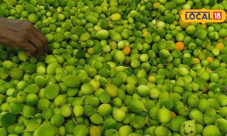 kantola | kantola vegetable | kantola Sabji | बाजार में 200 रुपये किलो मिलती है वजन कम करने वाली ये सब्जी, कोलेस्ट्रॉल और ब्लड प्रेशर को करता कंट्रोल