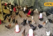 poultry farming tips in monsoon special advice to prevent diseases guide