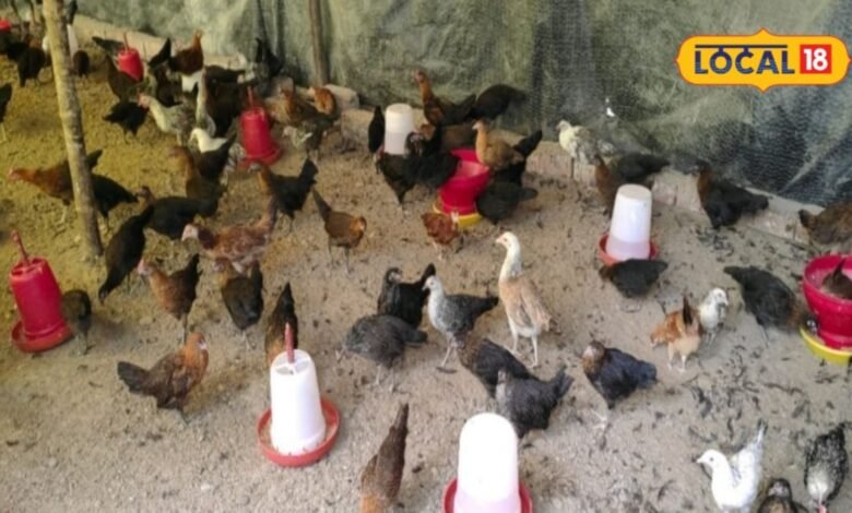 poultry farming tips in monsoon special advice to prevent diseases guide