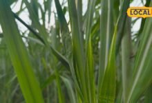 sugarcane farming | sugarcane care tips | गन्ने की फसल को बर्बाद कर सकता है यह रोग, किसान पत्तियों और कलियों की ऐसे करें निगरानी, एक उपाय बनेगा कारगर