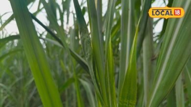 sugarcane farming | sugarcane care tips | गन्ने की फसल को बर्बाद कर सकता है यह रोग, किसान पत्तियों और कलियों की ऐसे करें निगरानी, एक उपाय बनेगा कारगर