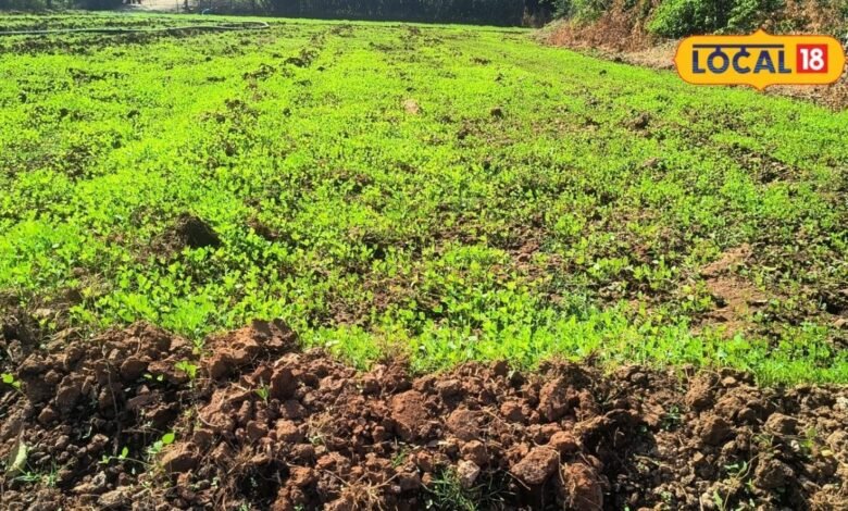 अगस्त में किसान लगाएं ये दाल वाली फसलें, कम समय में अच्छी पैदावार के साथ बढ़ेगी कमाई, जानें खेती का सही तरीका