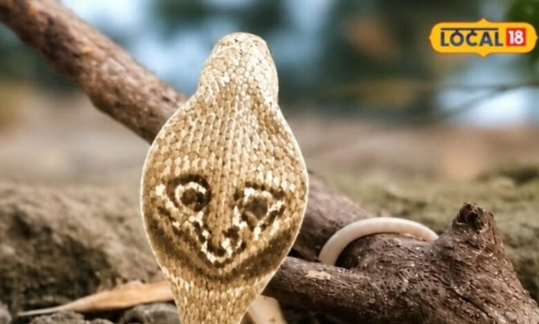 अलमारी हटाई तो उड़े होश... नीचे बैठा था 'सफेद कोबरा', देखकर रेस्क्यू टीम भी रह गई हैरान