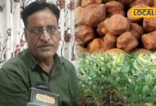 कभी चने से पहचाना जाता था भरतपुर, बदली खेती ने मिटा दी दलहन की पुरानी पहचान; दाल मिलों पर भी गहराया संकट