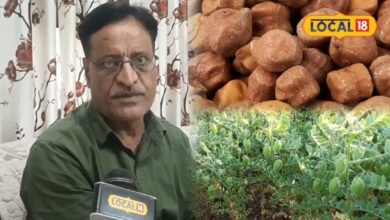 कभी चने से पहचाना जाता था भरतपुर, बदली खेती ने मिटा दी दलहन की पुरानी पहचान; दाल मिलों पर भी गहराया संकट