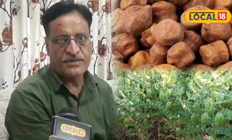 कभी चने से पहचाना जाता था भरतपुर, बदली खेती ने मिटा दी दलहन की पुरानी पहचान; दाल मिलों पर भी गहराया संकट