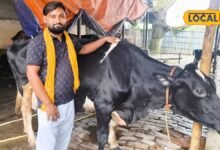 कोरोना में छूटी नौकरी तो शुरू की डेयरी फार्मिंग, गौपालन से असरार कमा रहे 10 लाख, बने रोल मॉडल