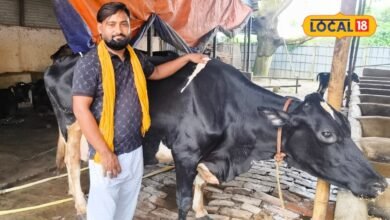 कोरोना में छूटी नौकरी तो शुरू की डेयरी फार्मिंग, गौपालन से असरार कमा रहे 10 लाख, बने रोल मॉडल