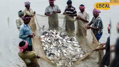 खेती के साथ शुरू करें मछली पालन का बिजनेस, सरकार दे रही सब्सिडी, सालाना होगी लाखों की कमाई – News18 हिंदी