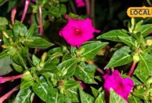 गुलअब्बास (संध्याबेला) के फायदे और औषधीय उपयोग | Gulabbas Medicinal Benefits