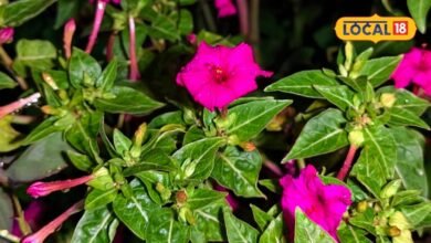 गुलअब्बास (संध्याबेला) के फायदे और औषधीय उपयोग | Gulabbas Medicinal Benefits