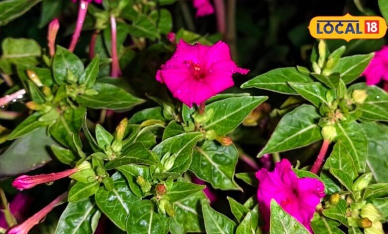 गुलअब्बास (संध्याबेला) के फायदे और औषधीय उपयोग | Gulabbas Medicinal Benefits