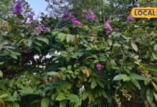 गुलाबी फूलों वाला जरुल सिर्फ सुंदर नहीं, औषधीय गुणों के लिए भी है खास, जानें फायदे