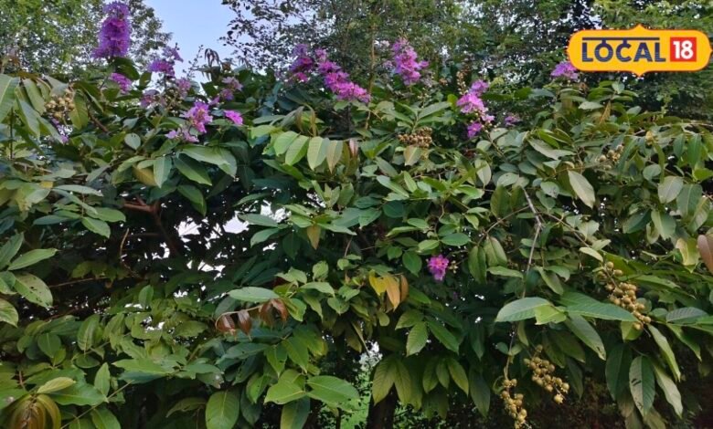 गुलाबी फूलों वाला जरुल सिर्फ सुंदर नहीं, औषधीय गुणों के लिए भी है खास, जानें फायदे