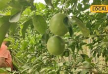 छपरा के किसान का अनोखा प्रयोग: खेतों की मेड़ पर उगाई बेहतरीन मौसमी, मिला बंपर रिजल्ट।Mosambi Farming Tips