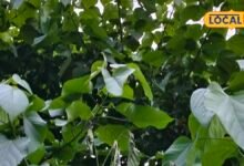 पाचन से लेकर सूजन तक, जानिए क्यों आयुर्वेद में खास है गम्हार का पेड़