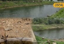पाली में गहराया जल संकट, 'जूना मालारी' बांध सूखा, पानी की तलाश में आबादी की ओर रूख कर सकते हैं वन्यजीव