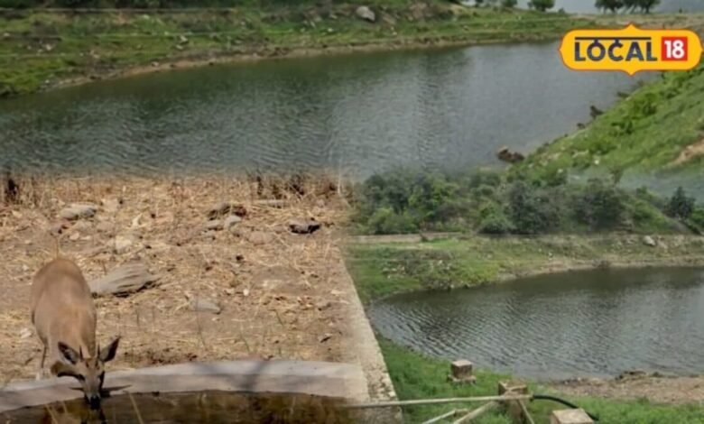 पाली में गहराया जल संकट, 'जूना मालारी' बांध सूखा, पानी की तलाश में आबादी की ओर रूख कर सकते हैं वन्यजीव
