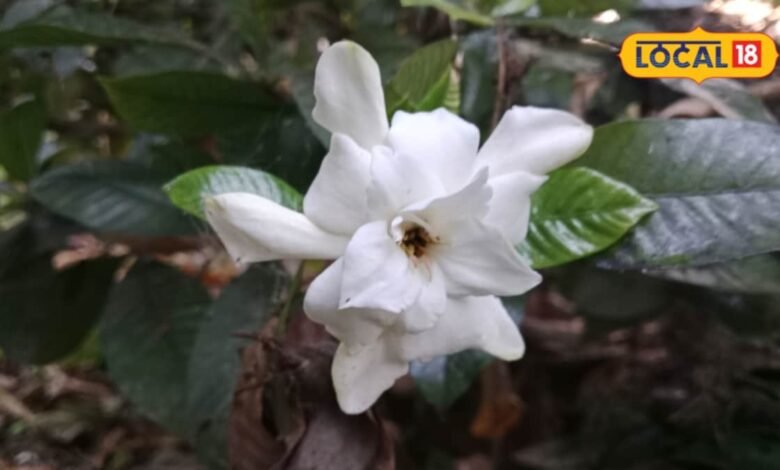 पेट की परेशानी से लेकर वातावरण की ताजगी तक, गंधराज यूं ही नहीं है खुशबू का राजा.. जानें इसके फायदे और उपयोग