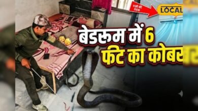 बच्चों के कमरे में घुसा 6 फीट लंबा कोबरा, AC की हवा में बेड के नीचे बना रखा था ठिकाना