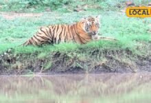 बारिश के बाद मुकुंदरा में बढ़ा जंगल का रोमांच, सफारी के दौरान दिखे टाइगर