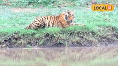 बारिश के बाद मुकुंदरा में बढ़ा जंगल का रोमांच, सफारी के दौरान दिखे टाइगर