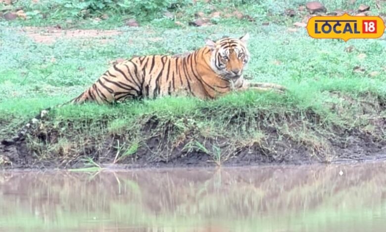 बारिश के बाद मुकुंदरा में बढ़ा जंगल का रोमांच, सफारी के दौरान दिखे टाइगर