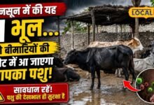 बारिश के मौसम में गौवंश और भैंसों पर मंडरा रहा इन 3 खतरनाक बीमारियों का खतरा, मुफ्त वैक्सीन से ऐसे करें बचाव