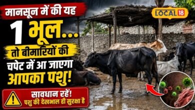 बारिश के मौसम में गौवंश और भैंसों पर मंडरा रहा इन 3 खतरनाक बीमारियों का खतरा, मुफ्त वैक्सीन से ऐसे करें बचाव