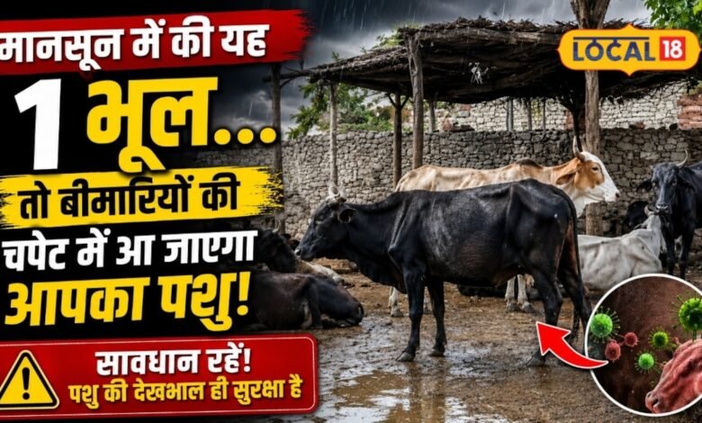 बारिश के मौसम में गौवंश और भैंसों पर मंडरा रहा इन 3 खतरनाक बीमारियों का खतरा, मुफ्त वैक्सीन से ऐसे करें बचाव