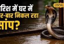 बारिश में घर में बार-बार निकल रहा है सांप? जानिए मारना चाहिए या नहीं, सर्पदोष से मुक्ति के लिए नाग पंचमी पर करें ये उपाय