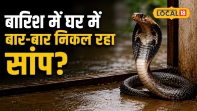 बारिश में घर में बार-बार निकल रहा है सांप? जानिए मारना चाहिए या नहीं, सर्पदोष से मुक्ति के लिए नाग पंचमी पर करें ये उपाय