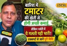 बारिश में टमाटर की खेती से होगी अच्छी कमाई, लेकिन नर्सरी में ये गलती पड़ी भारी! एक्सपर्ट से जानें पूरी विधि